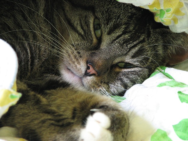 šedá spokojená kočka